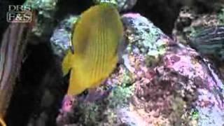 Golden Semilarvatus Butterflyfish Chaetodon semilarvatus  LiveAquariacom [upl. by Aceber]