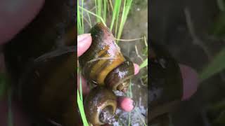 Catching Big Snail 🐌 catchingfish snail trending fish [upl. by Marchal733]