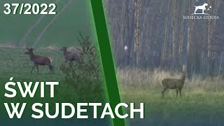 SUDECKA OSTOJA 372022 Polowanie na dziki wild boar hunting Wildschweinjagd chasse au sanglier [upl. by Katt]