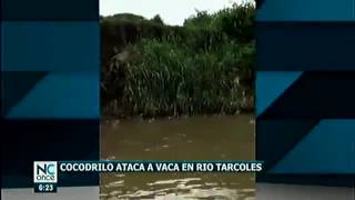 Cocodrilo se come una vaca en le río tarcoles de costa rica [upl. by Brittany384]