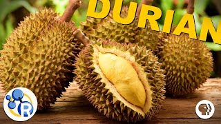 The Smell of Durian Explained ft BrainCraft Joe Hanson Physics Girl amp PBS Space Time [upl. by Greenes885]