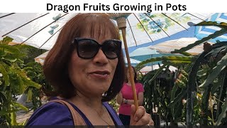 I Discovered a Dragon Fruit Orchard in Thousand Oaks California  World Happy Living Vlog [upl. by Banyaz517]