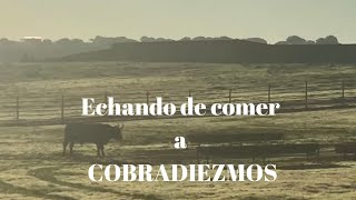 Echando de COMER al TORO DE LIDIA COBRADIEZMOS [upl. by Nnaharas231]