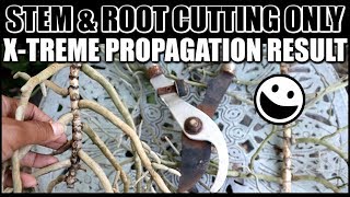 EXTREME VANDA PROPAGATION  STEM amp ROOT CUTTING PROPAGATION [upl. by Kamila]