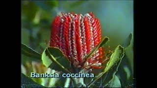 Growing Western Australian Banksias [upl. by Arriet]