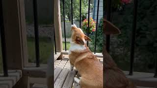 Corgi masters howling Excessive cuteness corgi dog [upl. by Branch]