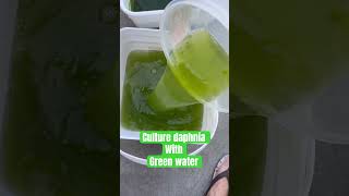 Culture Daphnia with Green water in 7 days aquarium plants aquariumfun daphnia [upl. by Atinuj]