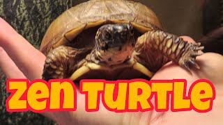 How to Tame Your ThreeToed Box Turtle [upl. by Thaddeus]