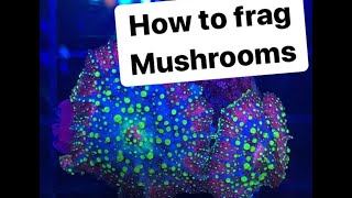 How to frag mushroom corals [upl. by Suiravad]