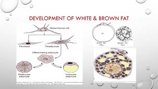 adipose tissue [upl. by Elston]