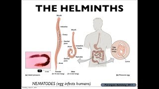 Microbiology of Eukaryotes Helminths [upl. by Daph339]