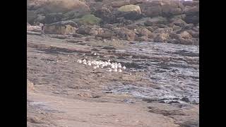 Birds rest out the stormy seas Oystercatchers purple sandpipers shorebirds [upl. by Irdua]