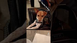 Dog ears to music is the cutest thing doglover cute puppy ♥️🐾🐶 [upl. by Eamon]