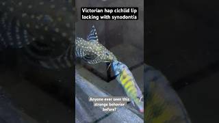 Thought aggressive cichlids only did this with similar looking fish or fish in the same genus [upl. by Anaihsat]