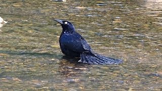 Greattailed Grackle Calling amp Bathing [upl. by James326]