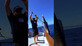 Fishing MAG BAY SportfishingX gofishing bajacalifornia [upl. by Gerick]