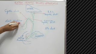 Extra hepatic biliary apparatus  Anatomy  Explanation [upl. by Rodney629]