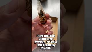 cicadas entomology specimens [upl. by Cristin]