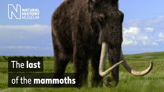 The last of the mammoths  Natural History Museum [upl. by Jaquiss652]