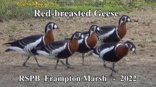 Red Breasted Geese  Frampton Marsh  2022 [upl. by Lexis]