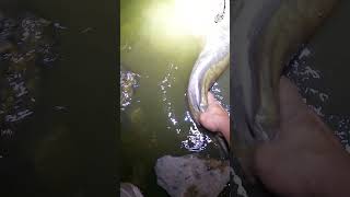 Big Flathead Release fishing catfishing flatheads [upl. by Nilahs140]