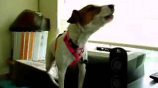 Jack Russell Terrier Howls [upl. by Yee225]