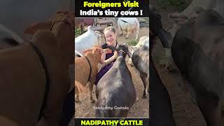 nadipathy cattle below 2 years yt cow farm cute farming abudabi minicow animals abudhabi [upl. by Anib]