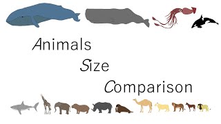 Animals Size Comparison [upl. by Gwennie989]