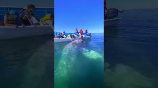 Amazing Whale in the Sea 🐋 So Beautiful AmaZing amazingvideo fish beautiful whale whaleshark [upl. by Eliath]