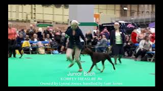 CRUFTS 2018  Dobermann BCC  Judge Roberta Wright [upl. by Hurless]