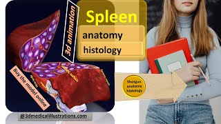 spleen anatomy  histology relation function physiology  reticuloendothelial monocytemacrophages [upl. by Gleda]