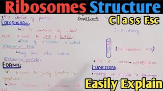 Ribosome  Ribosome Structure  Ribosome Function  Polysome  Class 11 Biology UrduHindi [upl. by Aikym]