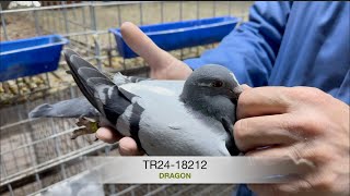 TR2418212 DRAGON [upl. by Leirua]