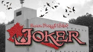 External Call Swiftlet SP JOKER Sound Panggil Walit Respon [upl. by Greenes30]