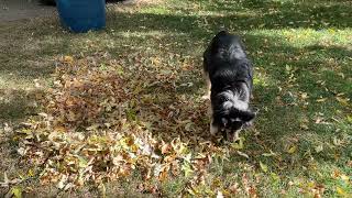 Huxley playing in the Autumn Leaves [upl. by Noiek]