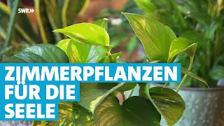 Mit Zimmerpflanzen die Seele trösten [upl. by Catina]