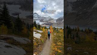 The larches have peaked in the Canadian Rockies 💛 canada hikingadventures explorebc autumn [upl. by Ainimreh]