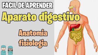 SISTEMA DIGESTIVO Resumen ✅ Estructuras y Funciones MEJOR EXPLICADO [upl. by Damita]