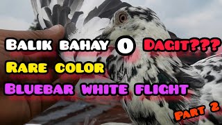 BALIK BAHAY O DAGIT RARE  COLOR AT BLUEBAR WHITE FLIGHT  part 2 [upl. by Fifi]