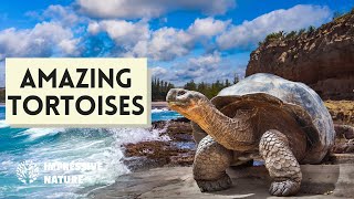 10 Amazing Tortoises Found Around the World [upl. by Edasalof]