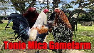 Lets Visit The Farm Of Tonio Mica Gamefarm [upl. by Jesse]