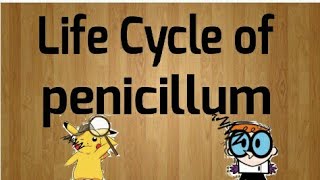 Life cycle of Penicillium [upl. by Ainavi907]