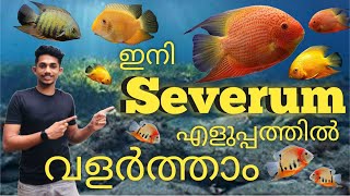 Severum fish Malayalam  nature amp co severum cichlid cichlidfish malayalam [upl. by Valerye841]