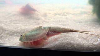 Triops Longicaudatus [upl. by Emina]