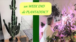 Un Week end de PLANTADDICT mes activités zen☯ jardinage🍃 rempotage🌼 coloriage🎨 [upl. by Yromas]