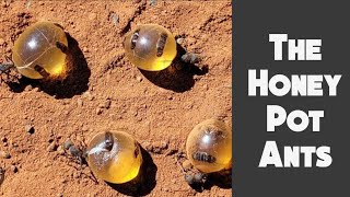 The intriguing world of Honey Pot Ants [upl. by Rechaba]