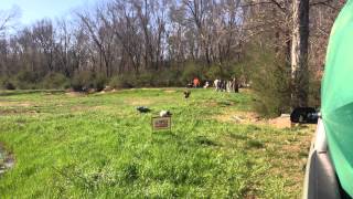 2013 Boykin Spaniel Society Spring National  Novice Series 2 [upl. by Oilasor]