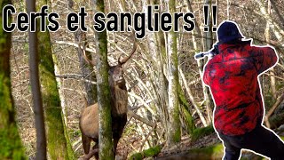 SANGLIERS CERFS et CHEVREUILS EN BATTUE ALSACIENNE [upl. by Rankin]