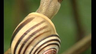 Les Escargots  Documentaire Animalier [upl. by Naegem653]