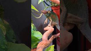 Chameleonreptiles カメレオン 變色龍 爬蟲 爬虫類 變色龍 animals 카멜레온傑克森變色龍Chamaeleo jacksoniiジャクソンカメレオン [upl. by Otte]